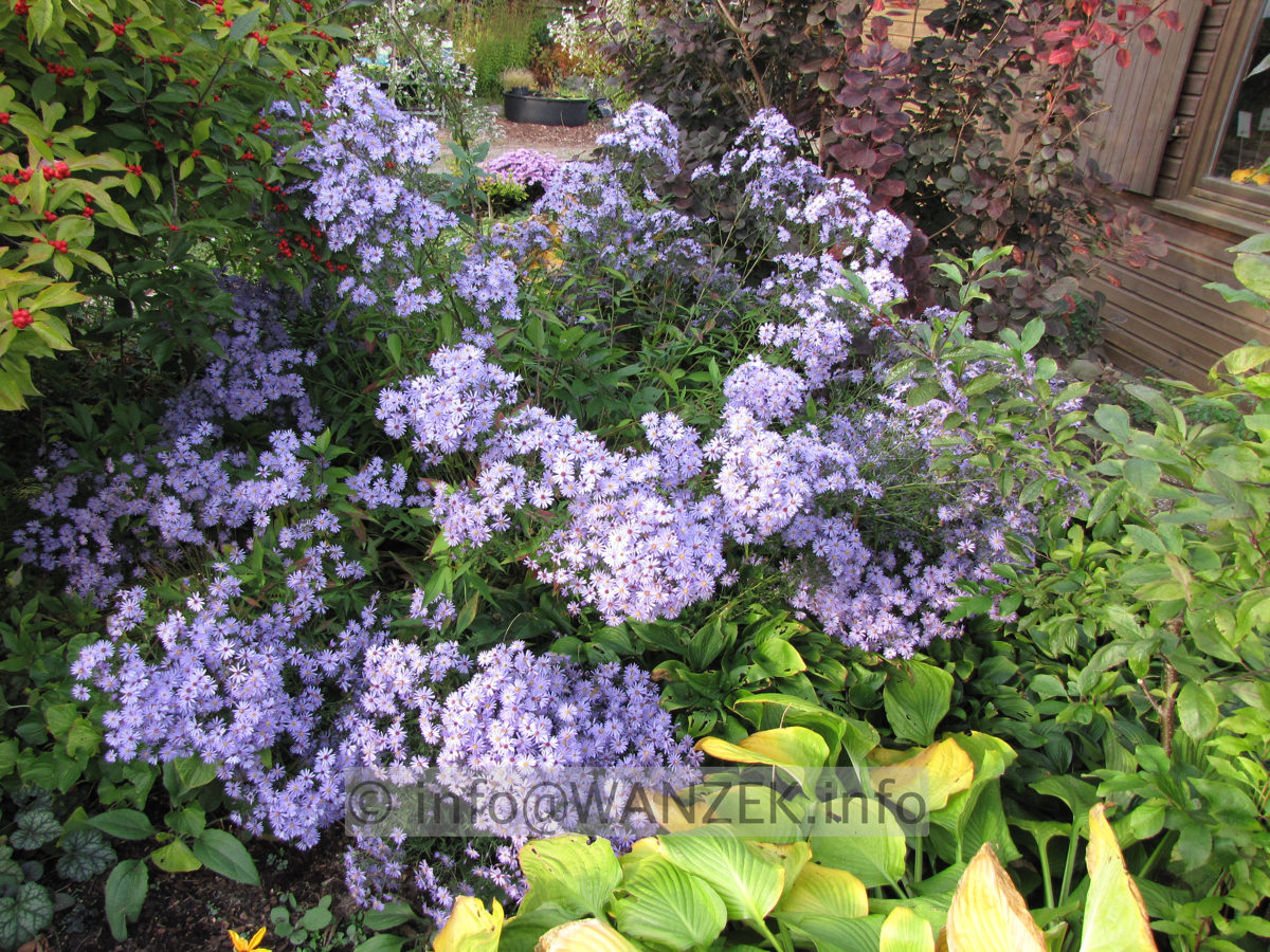 Aster cordifolius Little Carlow.JPG